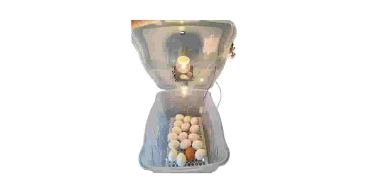 Melhor Chocadeira Automática: 7 Modelos com Controle Preciso