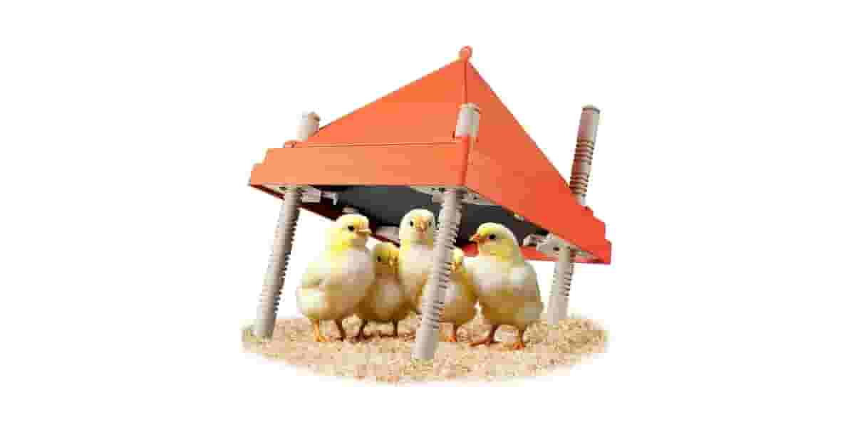 Melhor Chocadeira Caseira: Segurança e Altura Ajustável