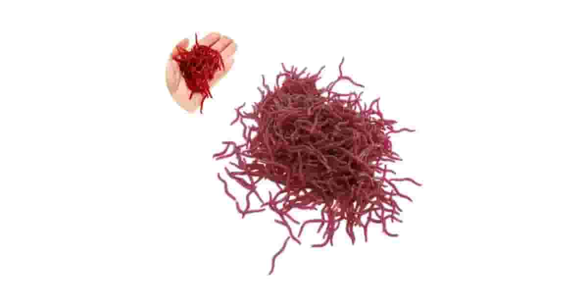 Melhor Isca Artificial para Pacu: Guia de Escolha Essencial