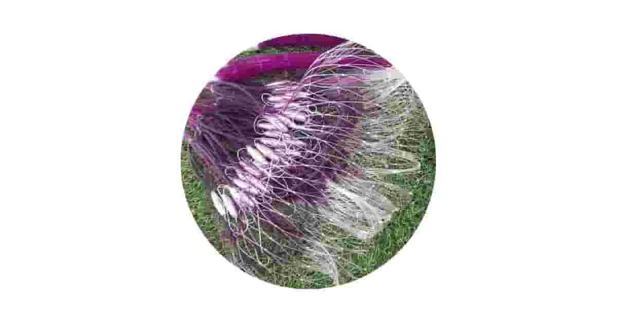 Melhor Massa para Pescar Curimba: Guia Essencial