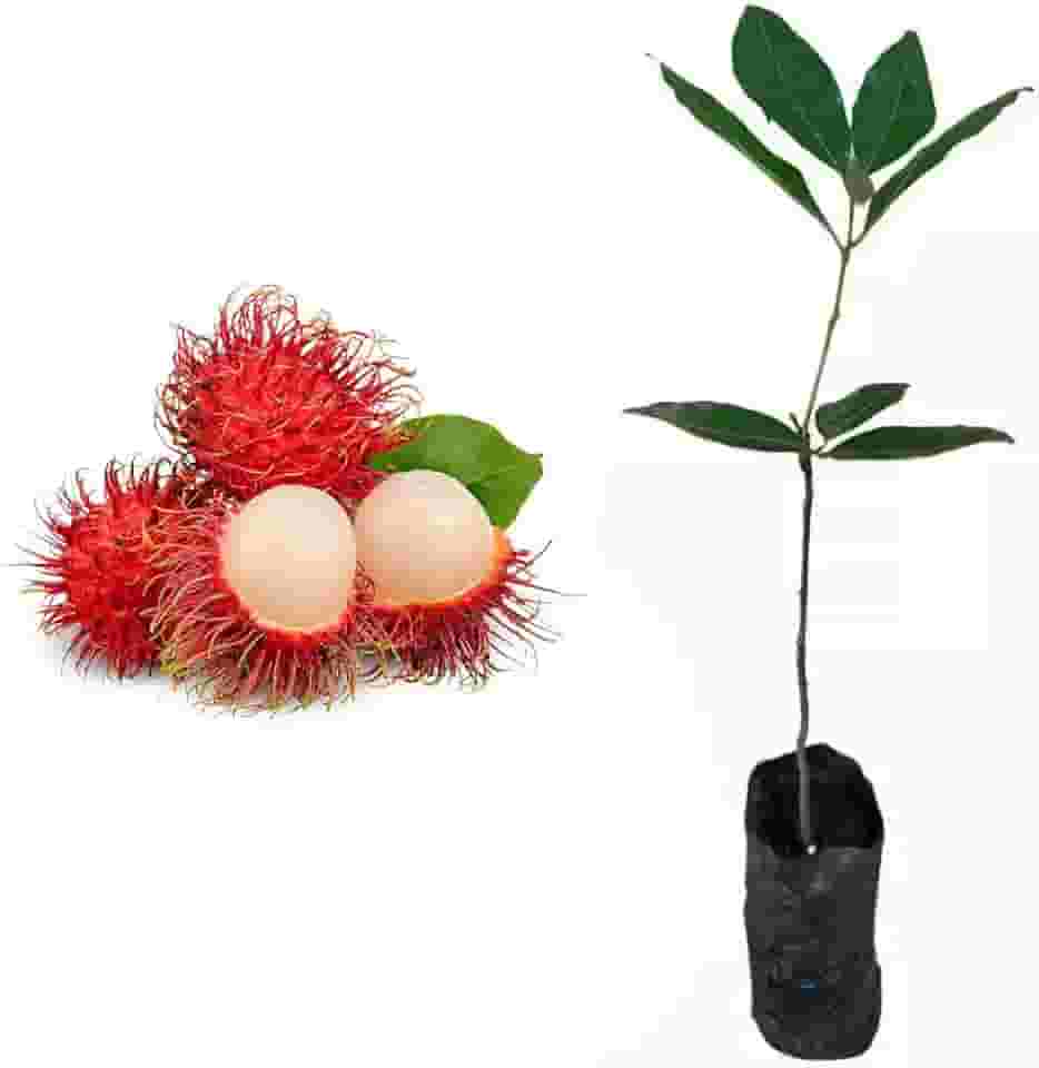 Muda de Rambutan 20 a 40cm - Frutífera Exótica Tropical de Sabor Doce para Pomar e Jardim - AMK Jardinagem