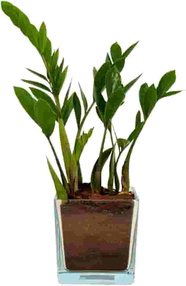 Planta Zamioculca - Kit Fortuna