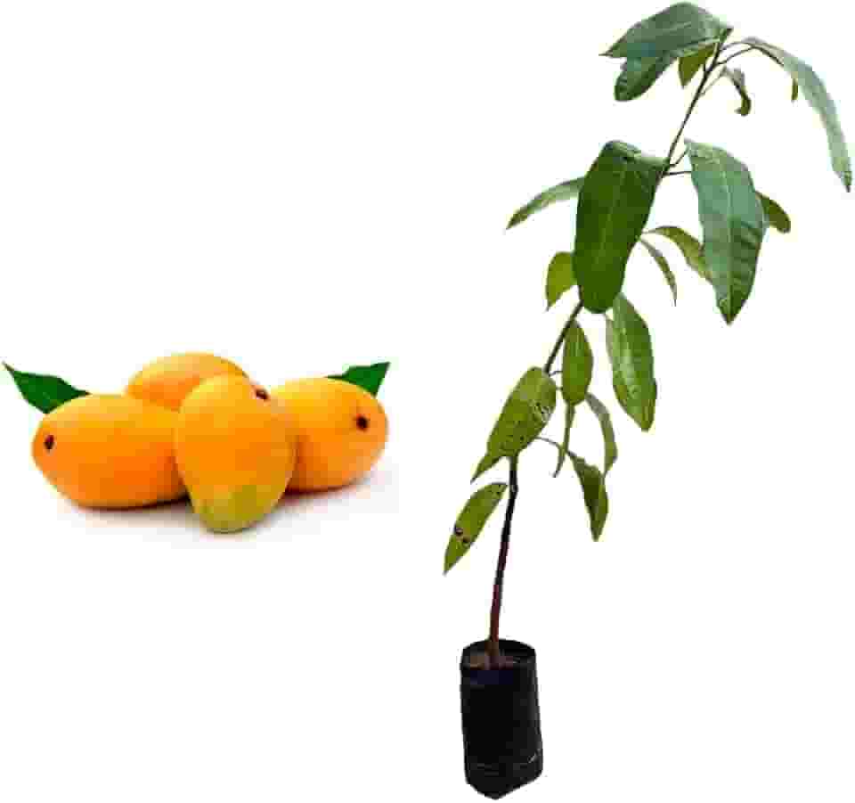 Muda de Manga Coquinho (Mangifera indica) de 20 a 40cm – frutífera p/vaso, solo, precoce, produção intensa, sabor adocicado, fácil cultivo e resistência ao calor