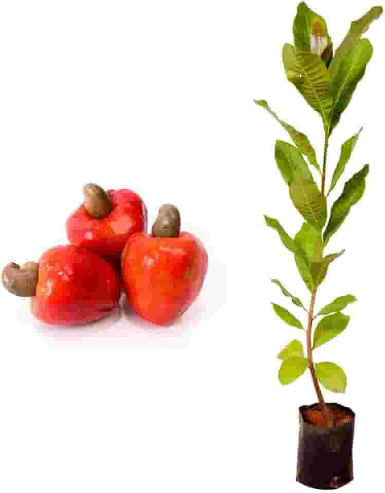 Muda de caju anão vermelho 20 a 40cm – planta frutífera precoce, compacta e altamente produtiva, ideal para cultivo em vasos e pomares domésticos