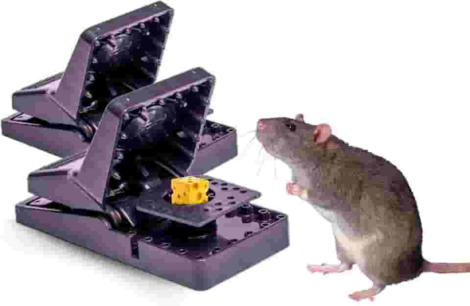 Kit 2 Ratoeira Boca De Jacaré Captura De Ratos Reutilizável Domésticos