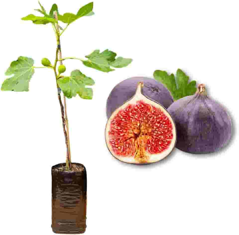 Muda de Figo Roxo de Valinhos - Produzindo - Produz em Vasos