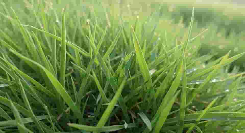 Sementes de Grama Batatais, 250g, Cobertura até 15m², Gramado Rústico e Resistente, Verde