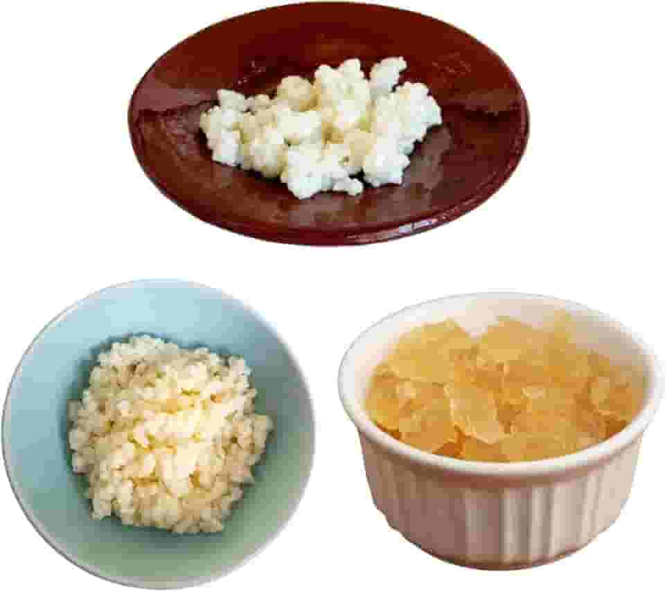 Kefir de Água, Leite e Côco Com Manual Completo 100% Natural Puro Kefir