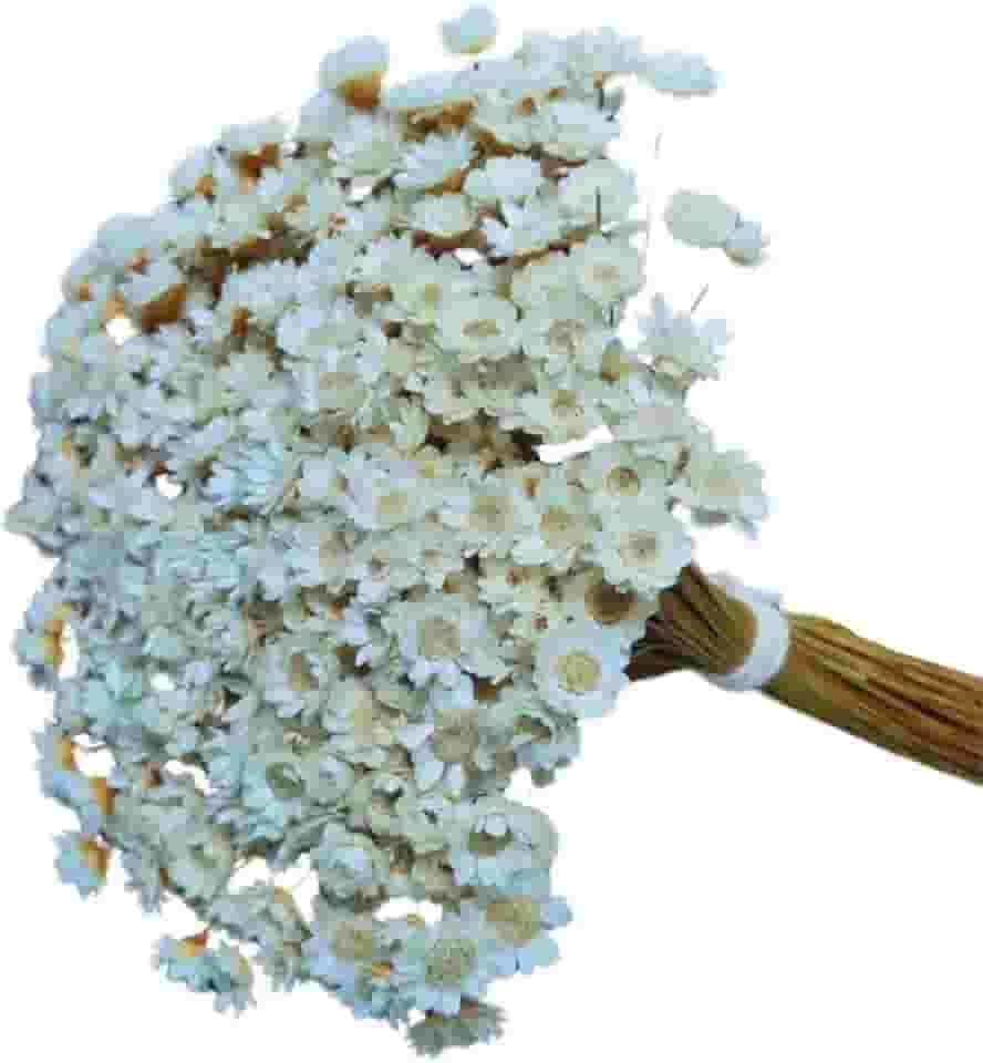 Sempre Viva Branca Natural, Flores tipo 1 extra , kit com ate 1.200 flores 8 buquês (2)