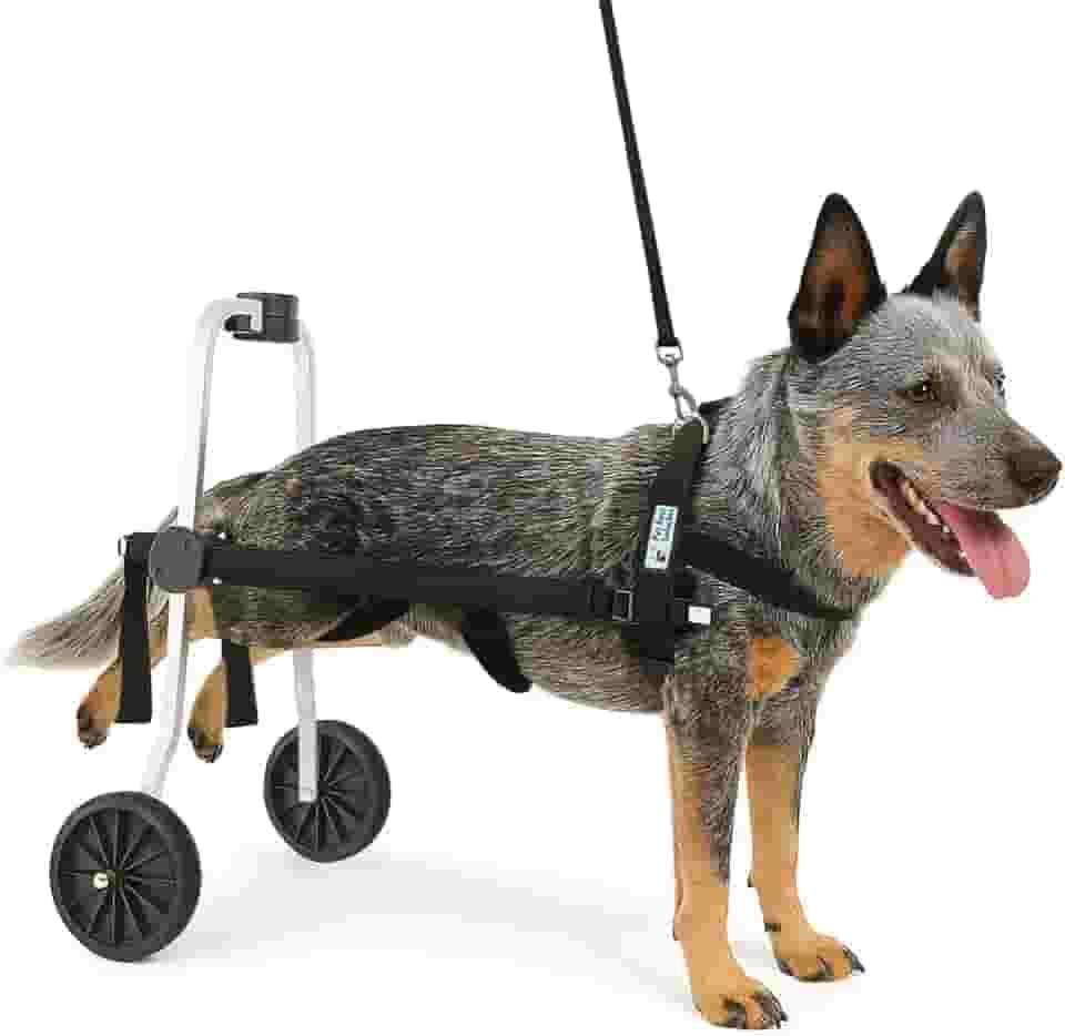 Cadeira De Rodas Para Cachorro Tamanho G Grande Regulável Pet Best Soluções