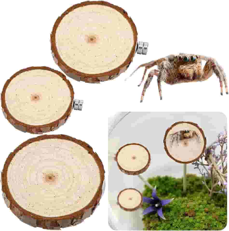 Quilax Pacote com 3 compartimentos para aranhas saltadoras, aranhas saltadoras arredondadas, escadas, acessórios para aranhas saltadoras, decoração de habitat para pequenos bichos leves