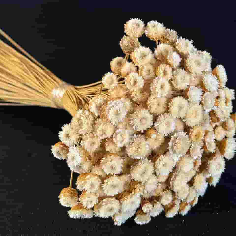 Flor Sempre Viva Botão Jazida, Flores Secas Naturais para Decoração, Buquê Artesanal (BRANCA)