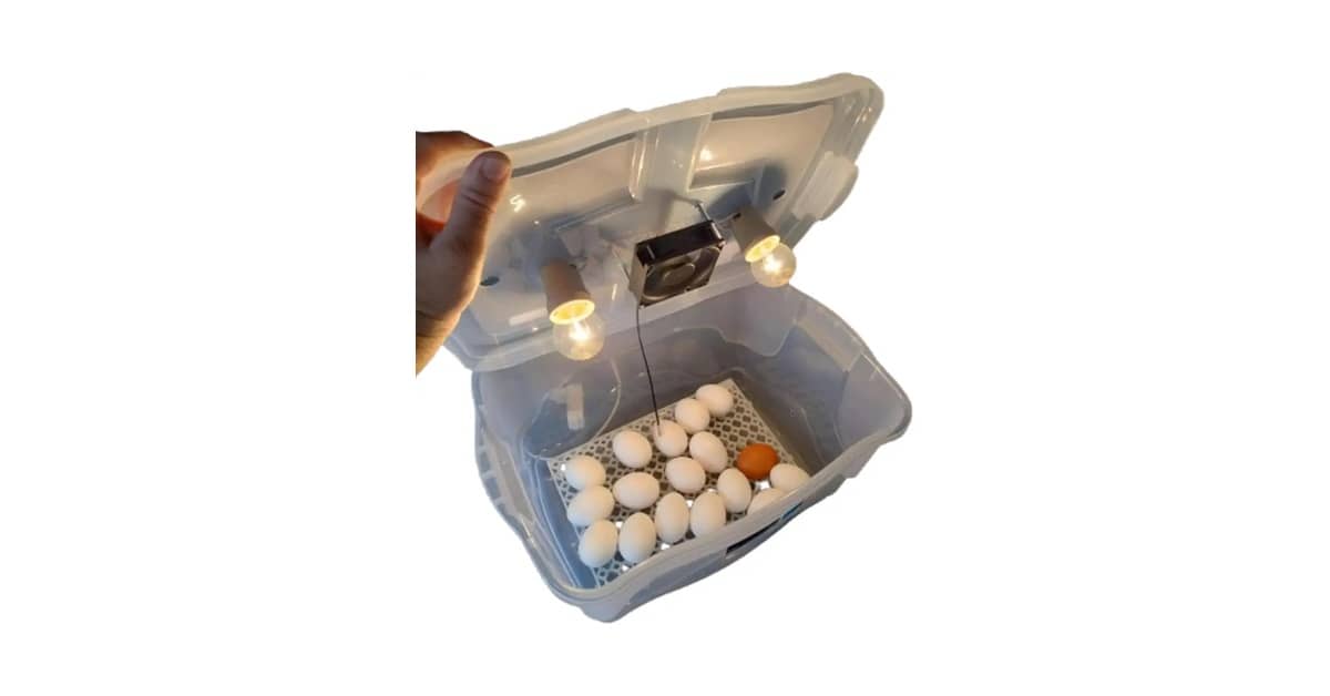 Melhor Chocadeira de Ovos: Guia de Compra Essencial