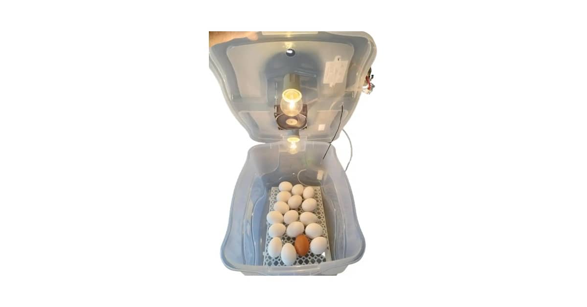 Melhor Chocadeira para Ovos de Galinha: Guia de Compra