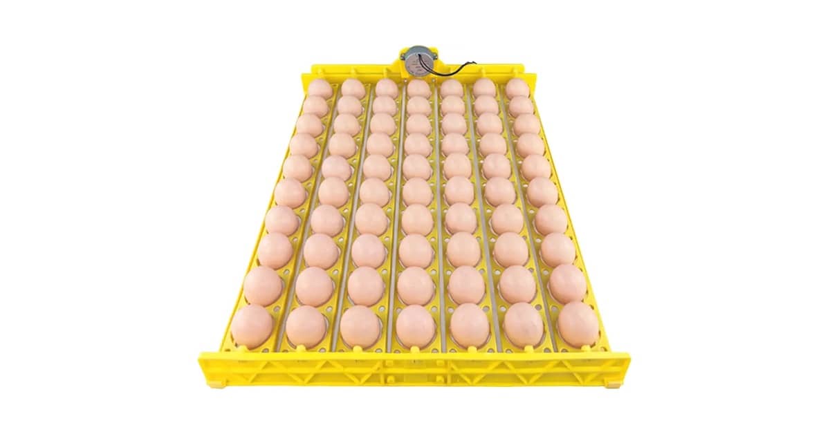 Melhor Chocadeira para Ovos: Guia Completo Para Incubar