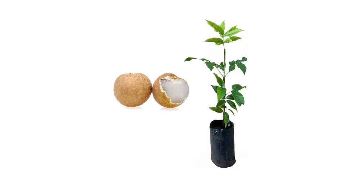 Melhor Frutifera para Vaso: Guia para Escolher a Sua