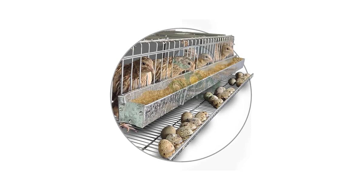Melhor Gaiola para Codorna: Guia Completo de Escolha