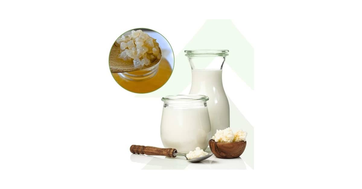 Melhor Marca de Leite Fermentado: Kefir e Iogurte Infinito