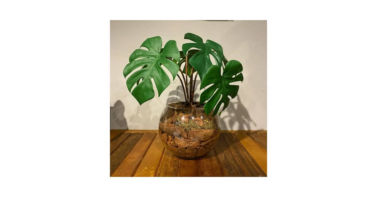 Melhor Planta para Mesa de Jantar: Guia Essencial