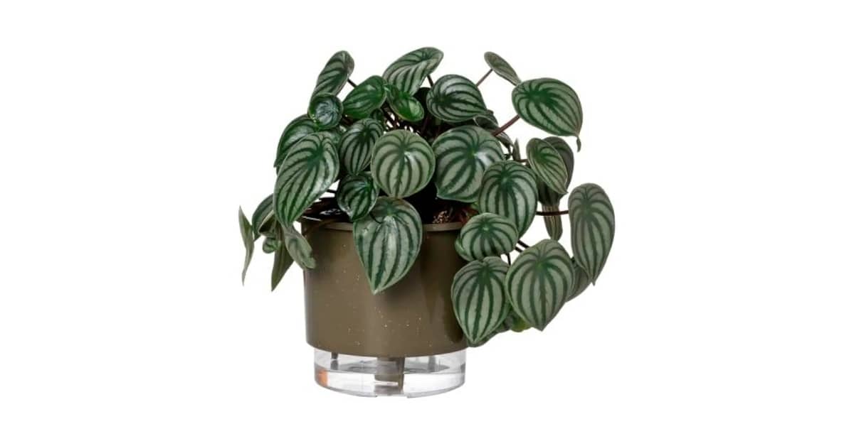 Melhor Vaso Autoirrigável: 10 Modelos de Alta Eficiência