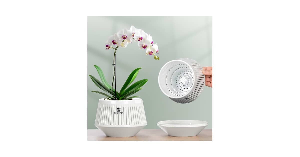 Melhor Vaso para Orquídeas Vanda: Guia de Circulação de Ar