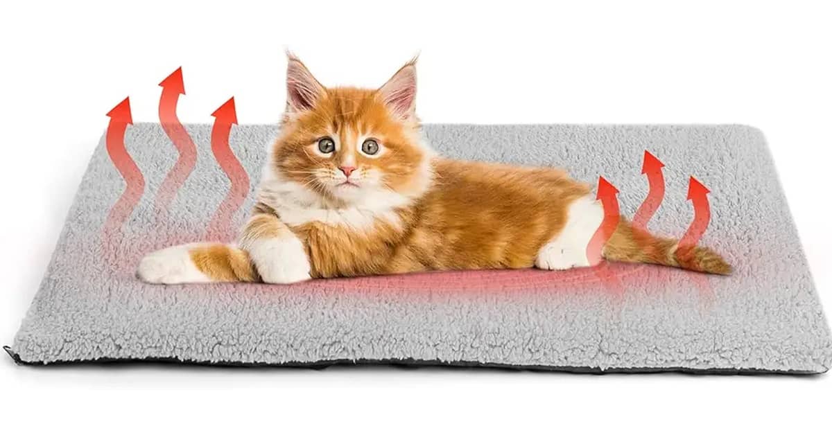 Melhores camas para gatos com aquecimento: Elétrica ou Autoaquecida?