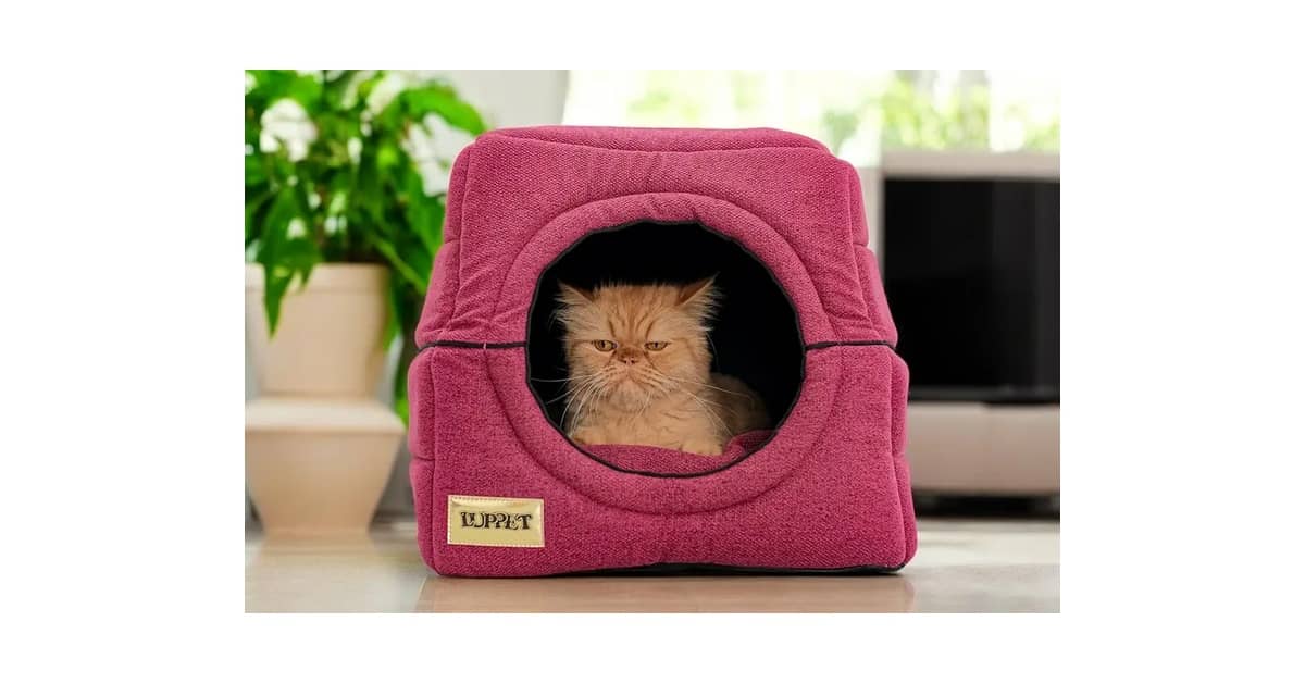 Melhores Camas Para Gatos Que Gostam de Se Esconder!
