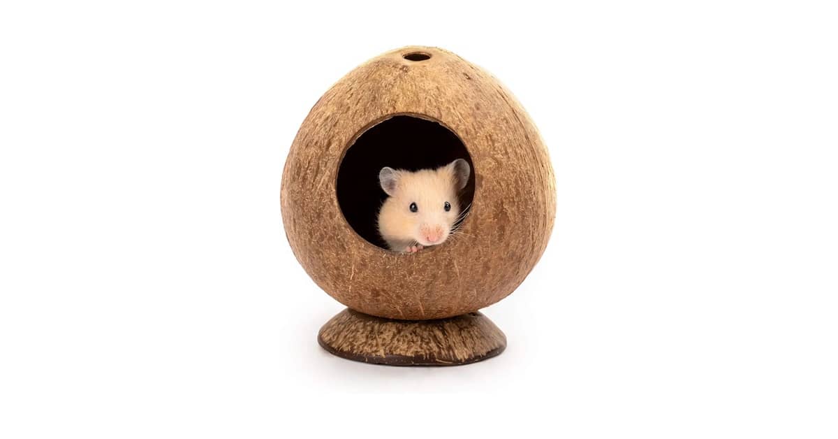 Melhores Casinhas De Coco Para Hamster: Guia Completo