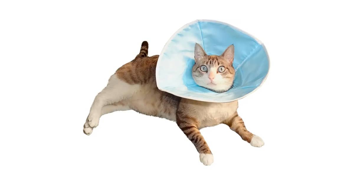 Melhores Colares Elizabetanos (cone) Confortáveis!