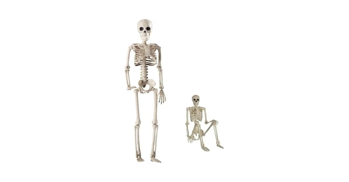 Melhores Esqueletos Humanos Para Estudo De Anatomia