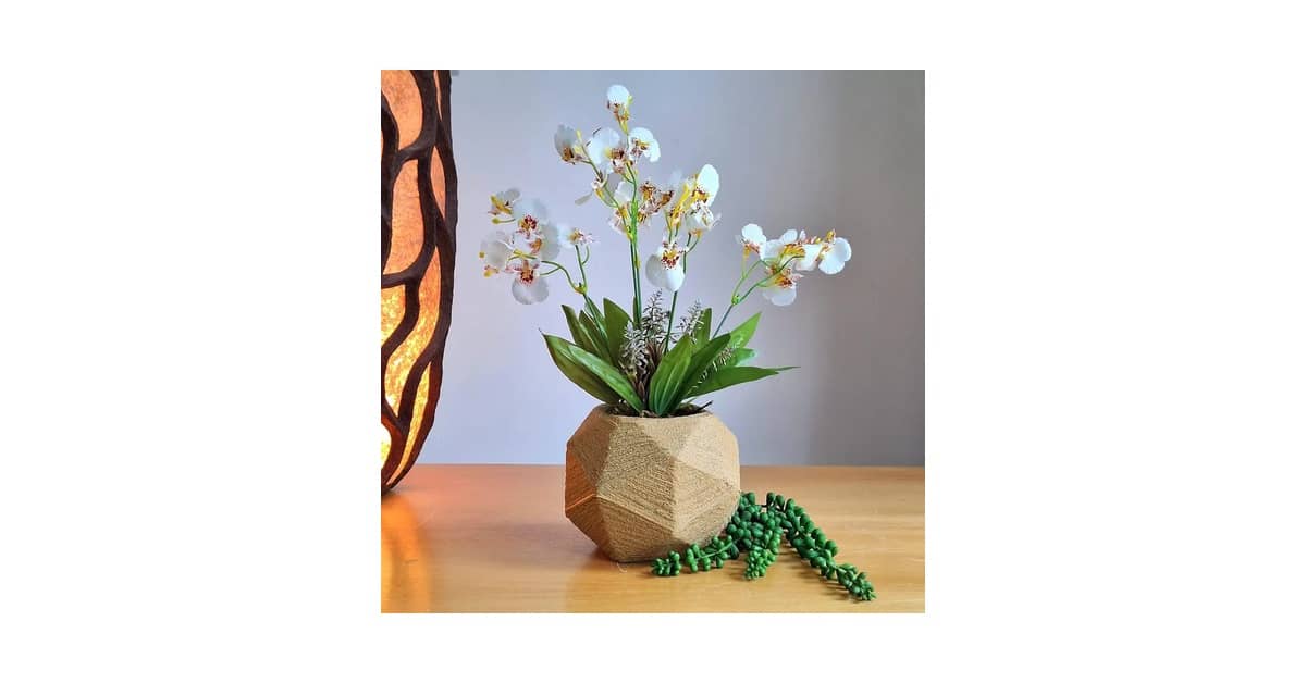Melhores Orquídeas para Presente: Como Escolher?