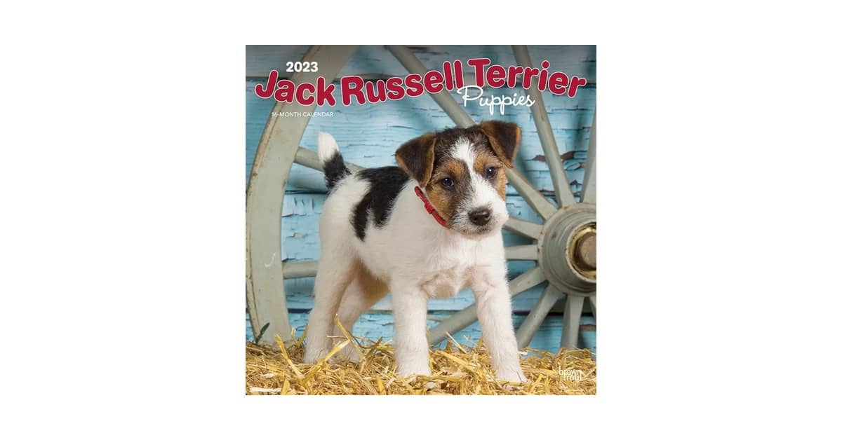 Melhores Rações Para Cães Da Raça Jack Russell Terrier