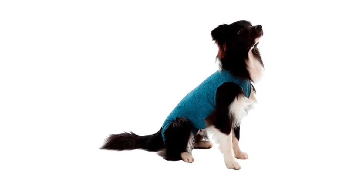 Melhores Roupas Cirúrgicas Para Pet: Qual a Ideal?