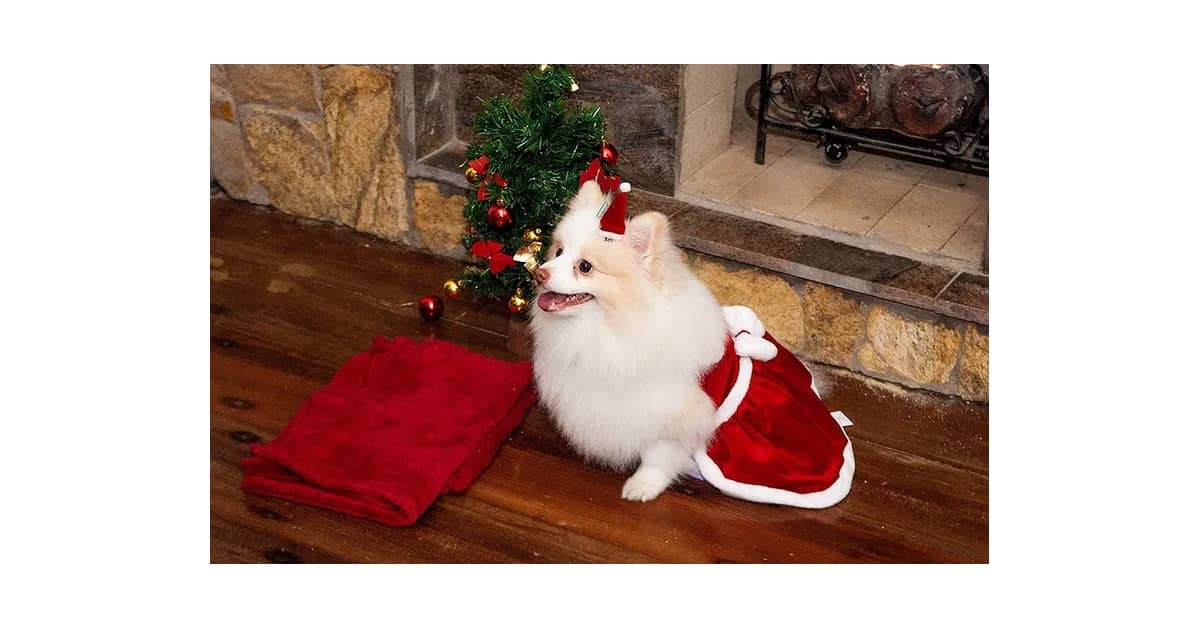 Melhores Roupas de Natal Para Cachorro: Qual Comprar?