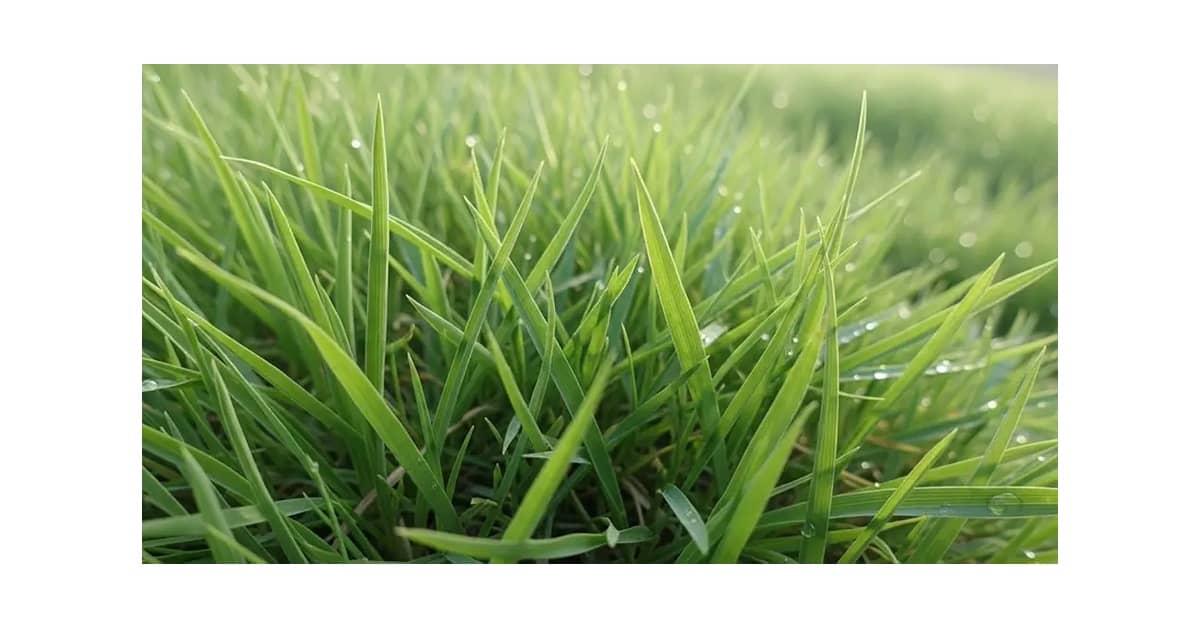 Melhores Sementes de Grama Para Jardim: Qual Escolher?