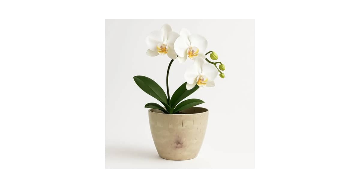 Melhores Vasos para Orquídeas: Para Raízes Sadias