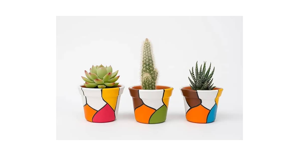 Melhores Vasos Para Suculentas: Barro, Cerâmica Ou Plástico?