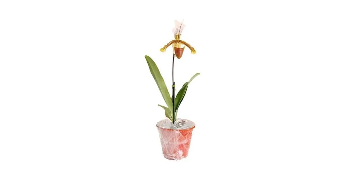 Qual o Melhor Vaso para Orquídea Sapatinho: Guia Essencial