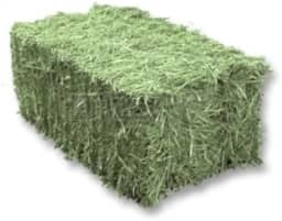 4 KG Feno Tifton 85 Verdinho para Porquinho da India e Roedores