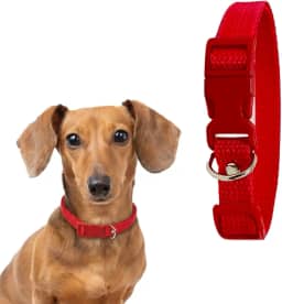 Coleira para Cachorro com Regulagem e Ajustável (VERMELHO, P)