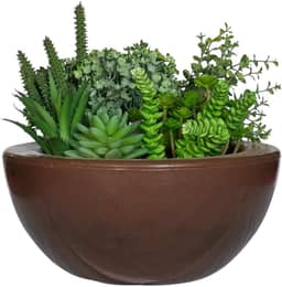 Vaso Bacia Cuia Planta Decorativa Suculentas Rosa Do Deserto (Marrom cacau)
