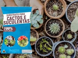 Substrato para Cactos e Suculentas 4kgs – Crescimento Saudável e Drenagem Perfeita!