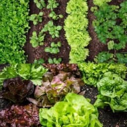 Adubo Orgânico para Plantas – 100% Natural - 2kg (Humus de Minhoca, 2kg)