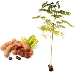 Muda de Tamarindo (Tamarindus indica) Altura de 20 a 40cm – planta frutífera tropical, sabor agridoce, ideal para vasos grandes ou solo, cultivo em quintais, sítios e pomares