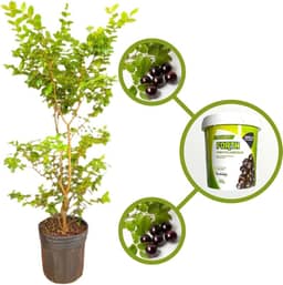 Muda de Jabuticaba Híbrida em Vaso, Árvore Frutífera Produtiva com Adubo para Plantio