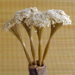 Sempre vivas COLORIDAS EXTRA, kit com 250 flores secas desidratadas para casamento (Natural)