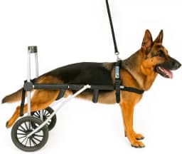 Cadeira de Rodas para Cachorro de Grande Porte Tamanho XG Pet Best Soluções