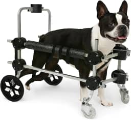 Cadeira De 4 Rodas Cachorro Tamanho M Médio Andador Cão Pet Best Soluções