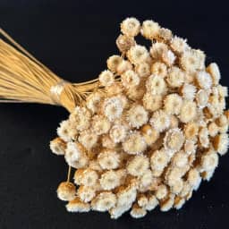 Flor Sempre Viva Botão Jazida, Flores Secas Naturais para Decoração, Buquê Artesanal (BRANCA)