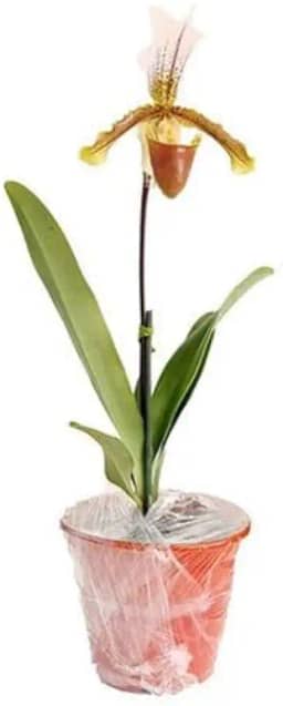 Orquidea Sapatinho Com Vaso Paphiopedilum Insigne Adulto Envasada Natural Flor